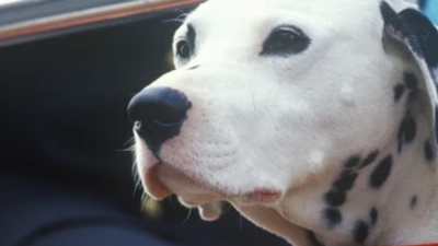 The Fireman’s Best Friend: the Mighty Dalmatian